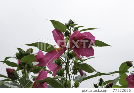 Red daisy blooming in summer Red daisy blooming in summer 77922696