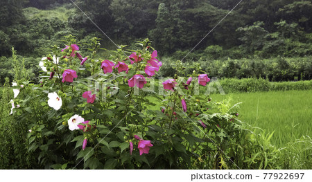 Azaleas blooming on the ridges of a green field 77922697