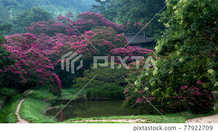潭陽名屋軒花園紫薇花 77922709