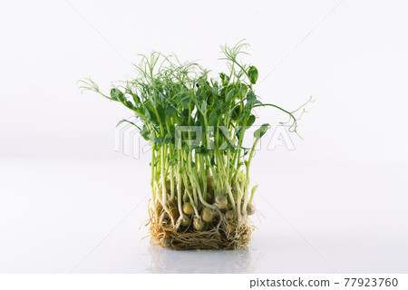 Pea microgreens on white background with reflection, micro greens pea sprouts 77923760