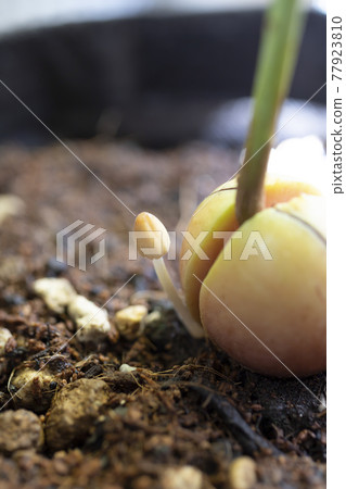 Kikokasadake that appeared in the planter Kikokasadake that appeared in the planter 77923810