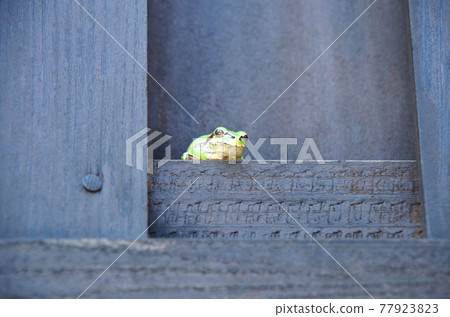 A composition in which the eyes meet when looking up at the rain frog looking down at the scenery from below. 77923823