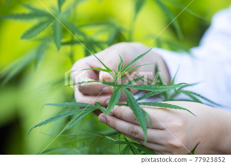 Woman controls marijuana plants. Hemp field in garden. Focus on leaves holded by hands 77923852