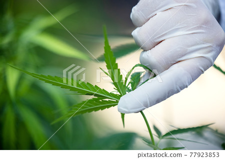 Woman controls marijuana plants. Hemp field in garden. Focus on leaves holded by hands 77923853