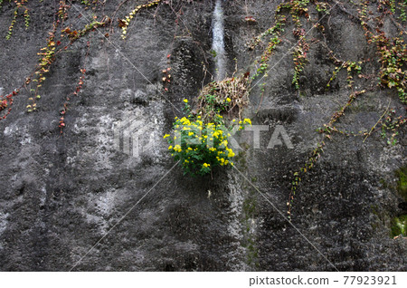 Wildflower 77923921