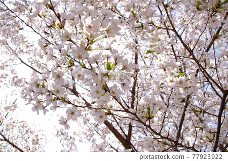 Cherry Blossom Cherry Blossom 77923922