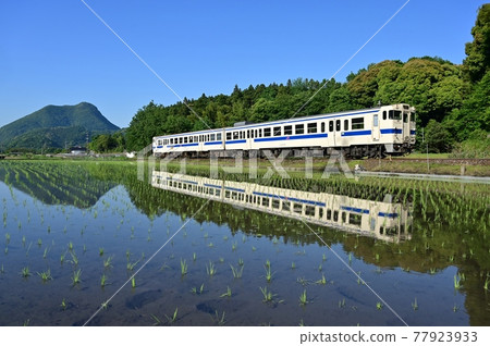 Train reflected in paddy field Train reflected in paddy field 77923933