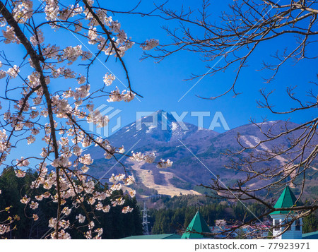 Bandai, where the snow remains between the branches and flowers of the cherry blossoms, and the ski resort where the snow melts (Kamegajo Park, Inawashiro, Fukushima) 77923971