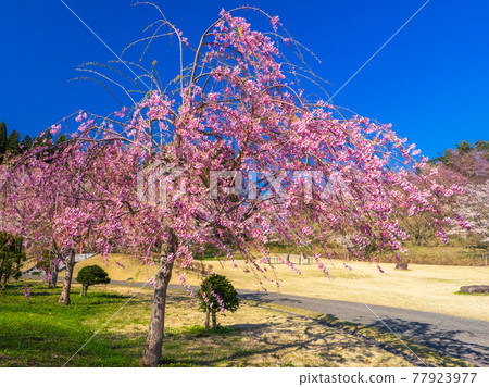 盛開的垂枝櫻花（龜城公園、豬苗代、福島） 77923977