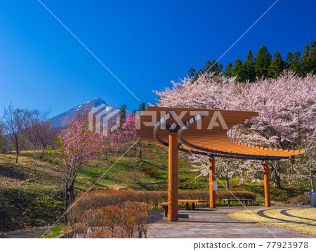 被櫻花和萬代山包圍的公園中的休息場所（龜城公園、豬苗代、福島） 77923978
