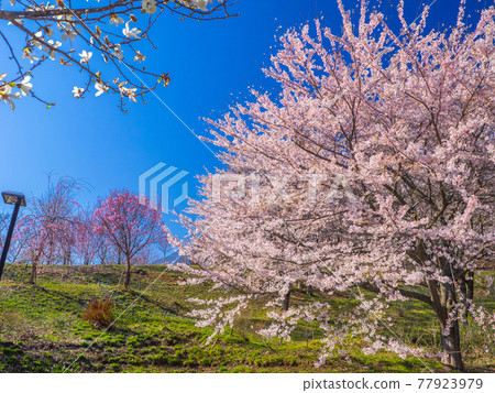 Cherry blossoms and lawn in full bloom (Kamegajo Park, Inawashiro, Fukushima) 77923979
