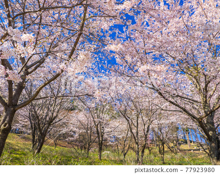 Cherry blossoms in full bloom on the hill (Kamegajo Park, Inawashiro, Fukushima) 77923980