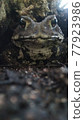 Toad standing 77923986