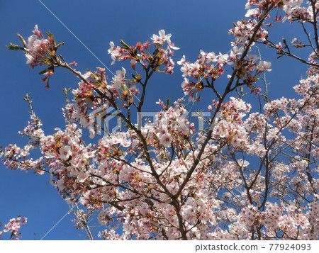 Pink cherry tree Pink cherry tree 77924093