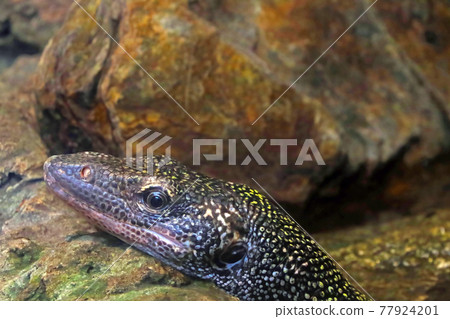 View of the monitor lizard in the park. A beautiful reptile. View of the monitor lizard in the park. A beautiful reptile. 77924201