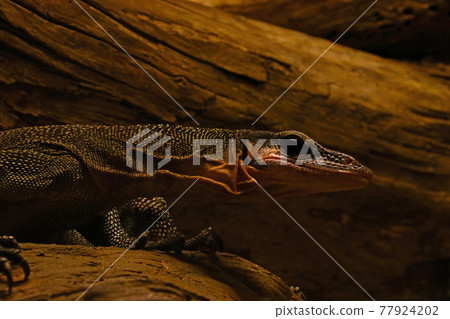 View of the monitor lizard in the park. A beautiful reptile. View of the monitor lizard in the park. A beautiful reptile. 77924202
