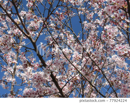粉紅色的櫻桃樹 77924224