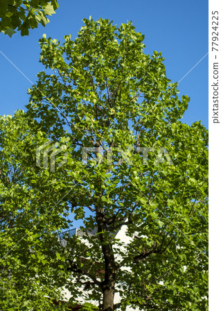 Young leaves of sycamore during the rainy season 77924225
