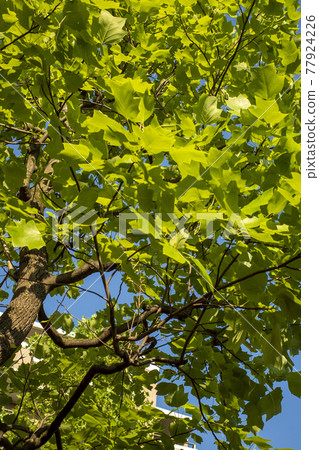 雨季的梧桐幼葉 77924226