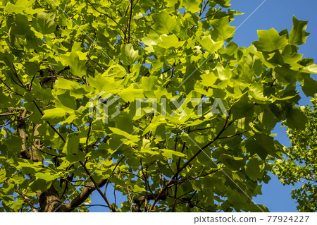 雨季的梧桐幼葉 雨季的梧桐幼葉 77924227