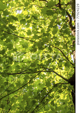 Young leaves of sycamore during the rainy season 77924229