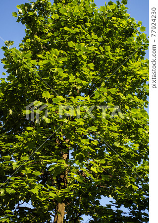 Young leaves of sycamore during the rainy season 77924230