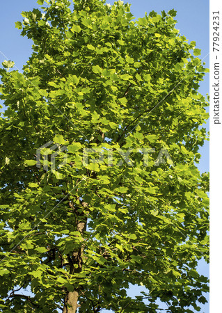 Young leaves of sycamore during the rainy season 77924231