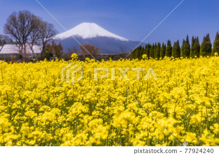 (Yamanashi Prefecture) From the rape blossoms blooming city park, Mt. Fuji (using a soft filter) 77924240