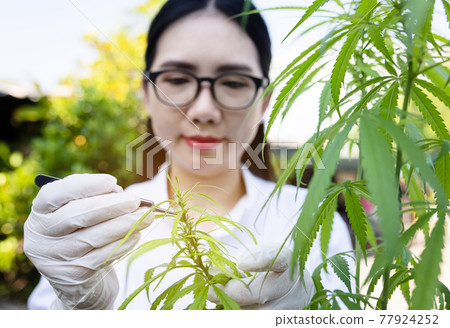 Portrait of doctor checking and analizing hemp plants, Marijuana research, cbd oil, Concept of herbal alternative medicine. 77924252