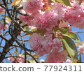 Pink cherry tree 77924311