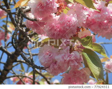 Pink cherry tree 77924311