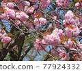 Pink cherry tree 77924332