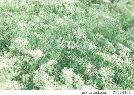 Anthriscus sylvestris, Umbelliferae forest plant Umbelliferae family, wildflower, vegetable floral summer background 77924361