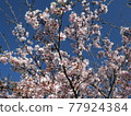 Pink cherry tree 77924384