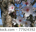 Pink cherry tree 77924392