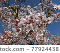 Pink cherry tree 77924438