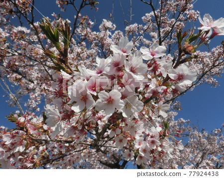 Pink cherry tree Pink cherry tree 77924438