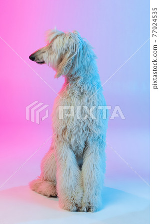 Full length portrait of big Afghan, purebred dog isolated on gradient white pink background. 77924535