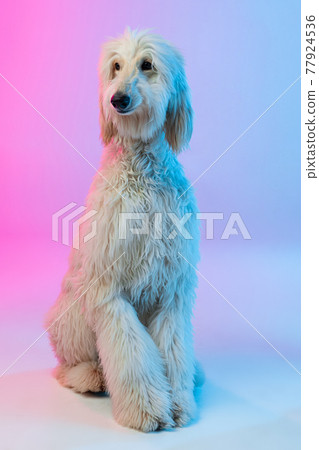 Full length portrait of big Afghan, purebred dog isolated on gradient white pink background. 77924536