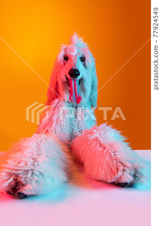 Close-up big beautiful Afghan dog posing isolated on yellow background in neon light. Close-up big beautiful Afghan dog posing isolated on yellow background in neon light. 77924549