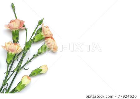 bouquet of pink carnation flower isolated on white background Top view Flat lay Holiday card 8 March, Happy Valentine's day, Mother's, Memorial, Teacher's day concept Copy space 77924626