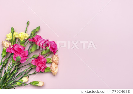 bouquet of pink carnation flower isolated on pink background Top view Flat lay Holiday card 8 March, Happy Valentine's day, Mother's, Memorial, Teacher's day concept 77924628