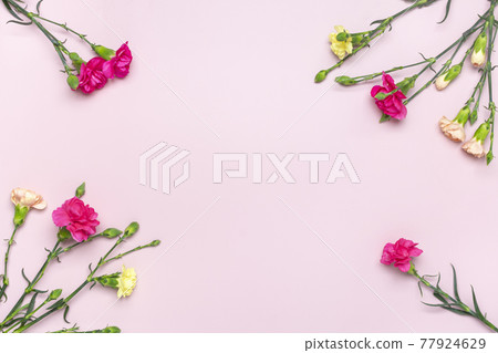 bouquet of pink carnation flower isolated on pink background Top view Flat lay Holiday card 8 March, Happy Valentine's day, Mother's, Memorial, Teacher's day concept 77924629