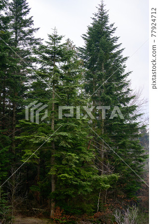 Green evergreen spruces and pines are covered with hoarfrost, morning frosts in the new forest. Green evergreen spruces and pines are covered with hoarfrost, morning frosts in the new forest. 77924712
