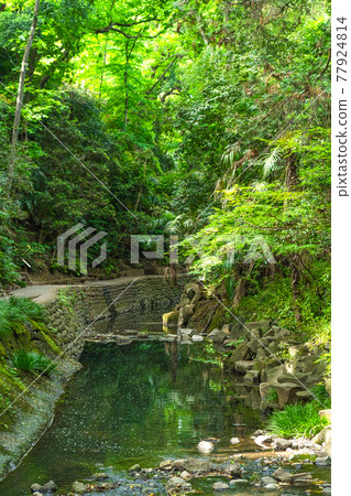 Cityscape of Tokyo Scenery around Todoroki Ravine 77924814