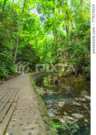 Todoroki Ravine周圍的東京風景城市景觀 Todoroki Ravine周圍的東京風景城市景觀 77924829