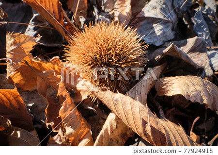 Igaguri buried in dead leaves 77924918