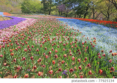 日野山公園的鬱金香 77925134