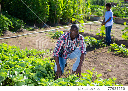 Teen son helps his father work in the garden 77925250