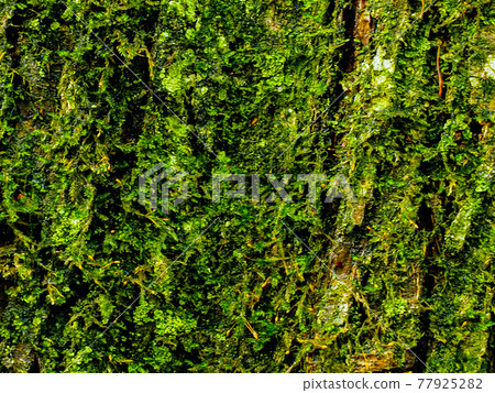 Mossy bark / background material 77925282